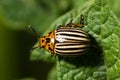 Leptinotarsa decemlineata, Colorado potato beetle Royalty Free Stock Photo