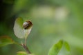 Leptinotarsa decemlineata Royalty Free Stock Photo