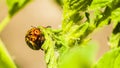 Leptinotarsa decemlineata, eating tomato leaves. olorado beetle, destroys the harvest. Agricultural pest, close-up of