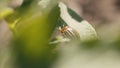 Leptinotarsa decemlineata, eating tomato leaves. olorado beetle, destroys the harvest. Agricultural pest, close-up of