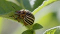 Leptinotarsa decemlineata, eating tomato leaves. olorado beetle, destroys the harvest. Agricultural pest, close-up of