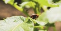 Leptinotarsa decemlineata, eating tomato leaves. olorado beetle, destroys the harvest. Agricultural pest, close-up of