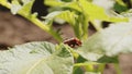 Leptinotarsa decemlineata, eating tomato leaves. olorado beetle, destroys the harvest. Agricultural pest, close-up of