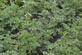 Leptinotarsa decemlineata. Field, farm, village, cultivated plants. Potatoes