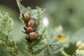 Leptinotarsa decemlineata, potato beetle on potato plants