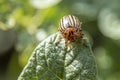 Leptinotarsa decemlineata, potato beetle on potato plants