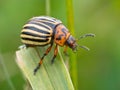 Leptinotarsa decemlineata sitting Royalty Free Stock Photo