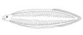 Leptocephalus. Hand drawn realistic black line illustration. Royalty Free Stock Photo