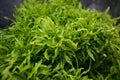 Leptochilus pteropus, commonly known as Java fern after the Indonesian island of Java.