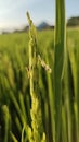 Leptocorisa oratoria, baby rice ear bug Royalty Free Stock Photo