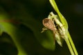 Leptocorisa oratorius Fabricius or Rice bug insect
