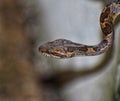 Leptodeira annulata or Cat-eyed Snake or False Mapepire Royalty Free Stock Photo