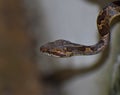 Leptodeira annulata or Cat-eyed Snake or False Mapepire Royalty Free Stock Photo