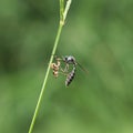 Leptogaster eating the prey Royalty Free Stock Photo