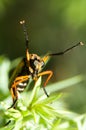 Leptogaster insect Royalty Free Stock Photo