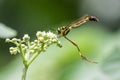 LeptogasterInsects- Asilidae Royalty Free Stock Photo