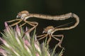 Leptogaster sp, mating Royalty Free Stock Photo