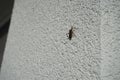 Leptoglossus occidentalis sits on the outside wall of a house in October. Berlin, Germany Royalty Free Stock Photo