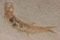 Leptolepis fossil Royalty Free Stock Photo