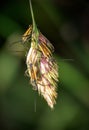 Leptopterna dolabrata, aka Meadow plant bugs on grass seedhead. Miridae family. Royalty Free Stock Photo