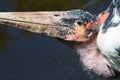 Leptoptilos crumeniferus Marabou stork head detail eye looking close up Royalty Free Stock Photo