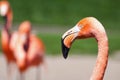 Leptoptilos crumeniferus Marabou storkhea deatil eye looking close up Royalty Free Stock Photo