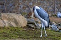 Leptoptilos crumeniferus - Marabu, a stork-like bird that walks on grass.