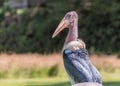 Leptoptilos, a large tropical stork. Huge bird with black upper body and wings, white belly and undertail, bare head and neck, Royalty Free Stock Photo