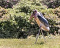 Leptoptilos, a large tropical stork. Huge bird with black upper body and wings, white belly and undertail, bare head and neck, Royalty Free Stock Photo