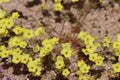 Leptosiphon Chrysanthus Chrysanthus Bloom - Cottonwood Mtns - 042423