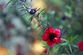 Leptospermum scoparium, New Zealand teatree Royalty Free Stock Photo