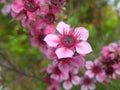 Broom tea-tree`s pink flowers. Close up view. Royalty Free Stock Photo