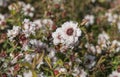 leptospermum scoparium flower close up manuka plant in a sunny day Royalty Free Stock Photo