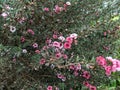 Leptospermum scoparium - Manuka Plant Royalty Free Stock Photo