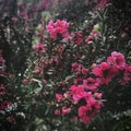 Leptospermum scoparium `red Damask` of broom Tea tree. Royalty Free Stock Photo