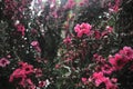 Leptospermum scoparium `red Damask` of New Zealand Tea tree. Royalty Free Stock Photo