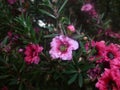 Leptospermum scoparium `red Damask` of Tea tree. Royalty Free Stock Photo