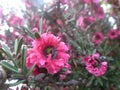 Leptospermum scoparium `red Damask` of Tea tree In the morning. Royalty Free Stock Photo