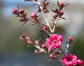 Leptospermum scoparium or Tea Tree or Manuka or New Zealand Tea Tree Royalty Free Stock Photo