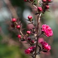 Leptospermum scoparium or Tea Tree or Manuka or New Zealand Tea Tree Royalty Free Stock Photo