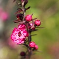 Leptospermum scoparium or Tea Tree or Manuka or New Zealand Tea Tree Royalty Free Stock Photo