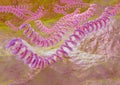 Leptospira is a spiral bacterium that causes leptospirosis Royalty Free Stock Photo