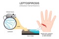 Leptospirosis. Disease transmission from Infected mouse Royalty Free Stock Photo