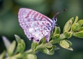 Leptotes cassius Royalty Free Stock Photo