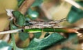 Leptysma marginicollis, the reed stick grasshopper or slender lobster, is a grasshopper. He has a very pointy head