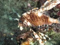 pose first beautiful lion fish with brown color Royalty Free Stock Photo