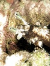 close up beautiful lion fish