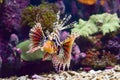 Lepu or lion fish is a group of poisonous marine fish species belonging to the genus Pterois, Parapterois, Brachypterois, Ebosia