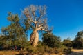 Les Babobabs Amoureux, a natural landmark in Madagascar