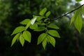 Les feuilles-Ulmus pumila L. Royalty Free Stock Photo